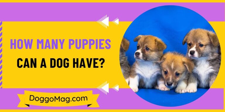 How Many Puppies Can A Dog Have? (Litter Sizes Explained)