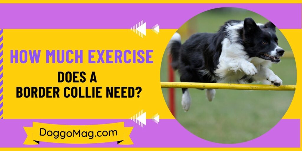 How Much Exercise Does A Border Collie Need? - DoggoMag