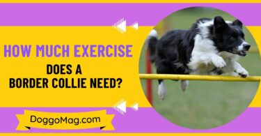 How Much Exercise Does A Border Collie Need?