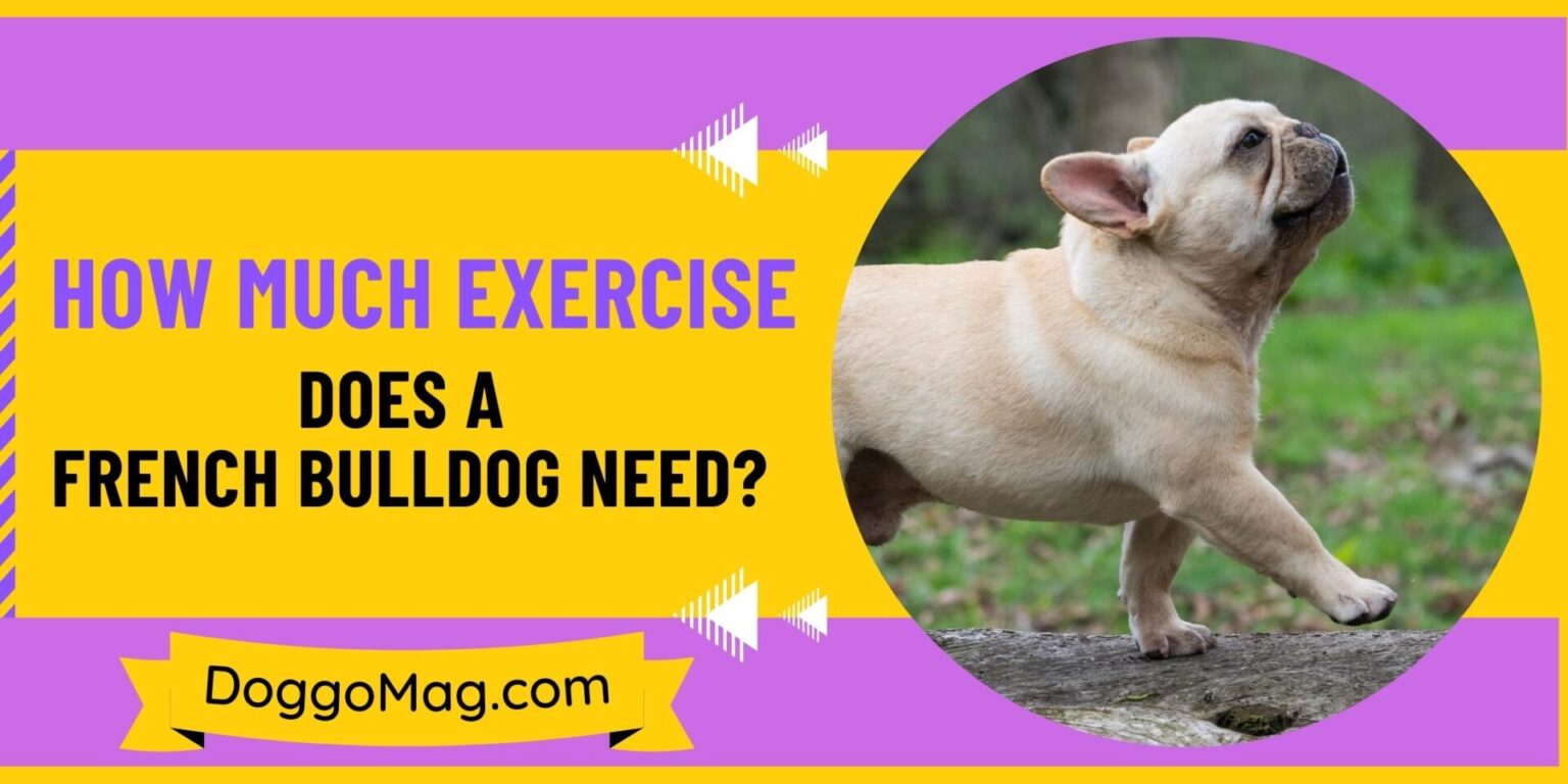 How Much Exercise Does A French Bulldog Need? DoggoMag