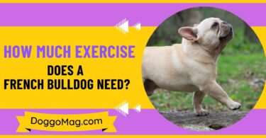 How Much Exercise Does A French Bulldog Need