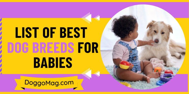 18 Best Dog Breeds For Babies – Extremely Kids Friendly