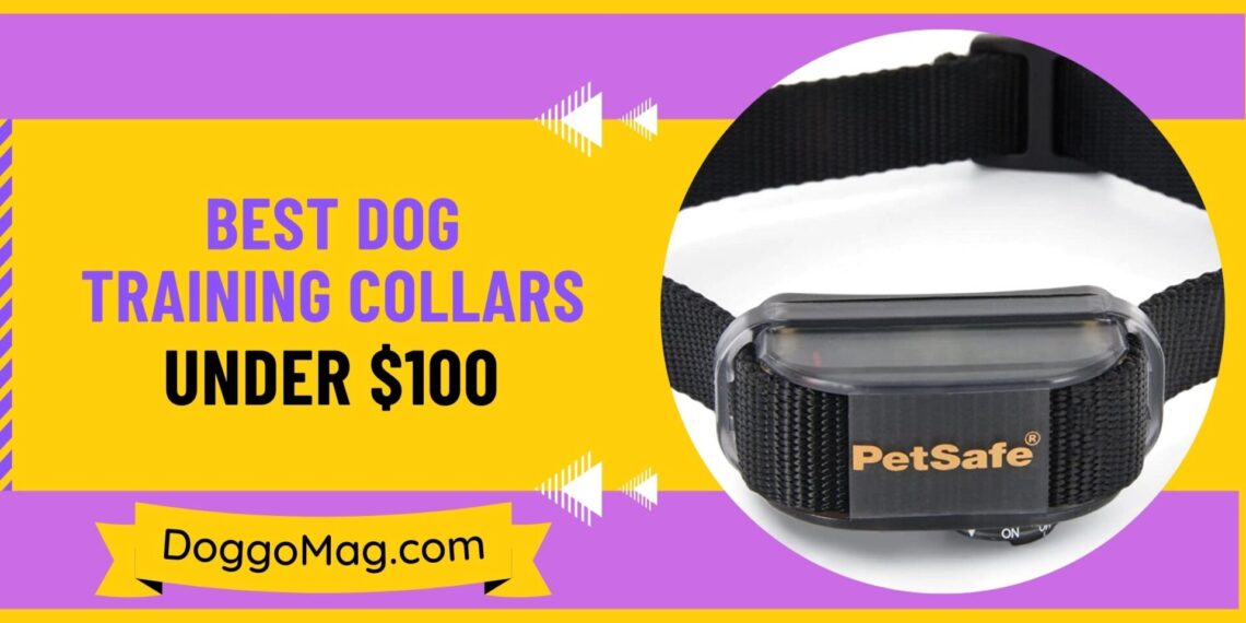 Here Are 7 Best Shock/Training Collars for Pitbulls DoggoMag