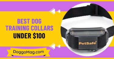 List of Best Dog Training Collar under $100