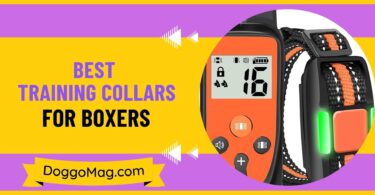 List of Best Training Collars for Boxers