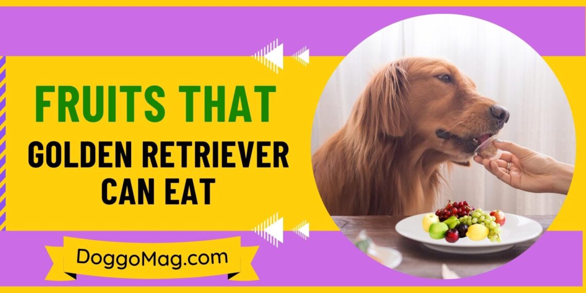 What Fruits Can Golden Retrievers Eat? Top 27 Fruits DoggoMag