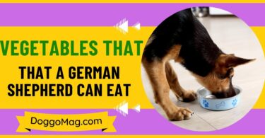 Vegetables That A German Shepherd Can Eat