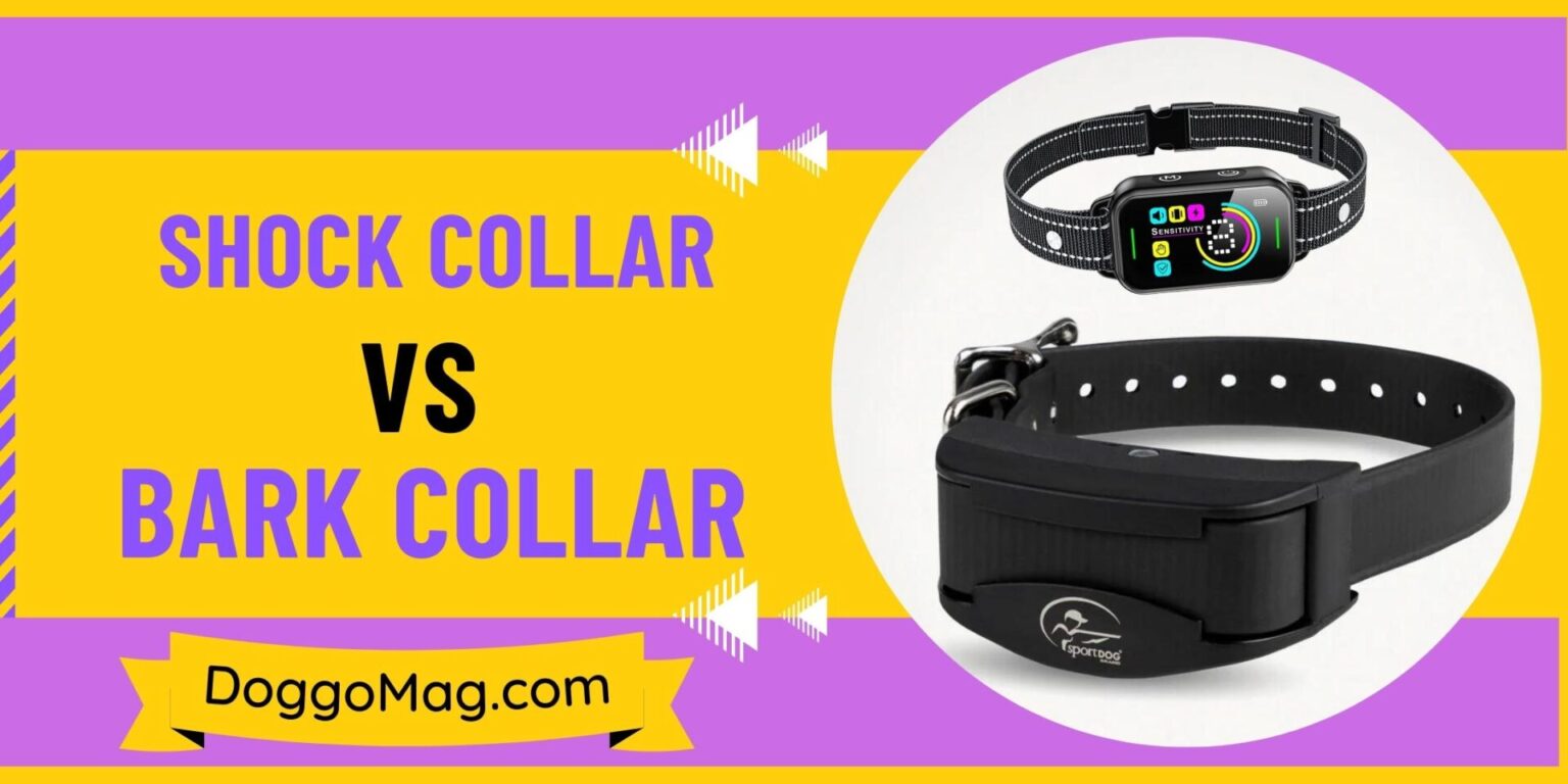 How Tight Should A Shock Collar Be? Collar Fitting Guide DoggoMag