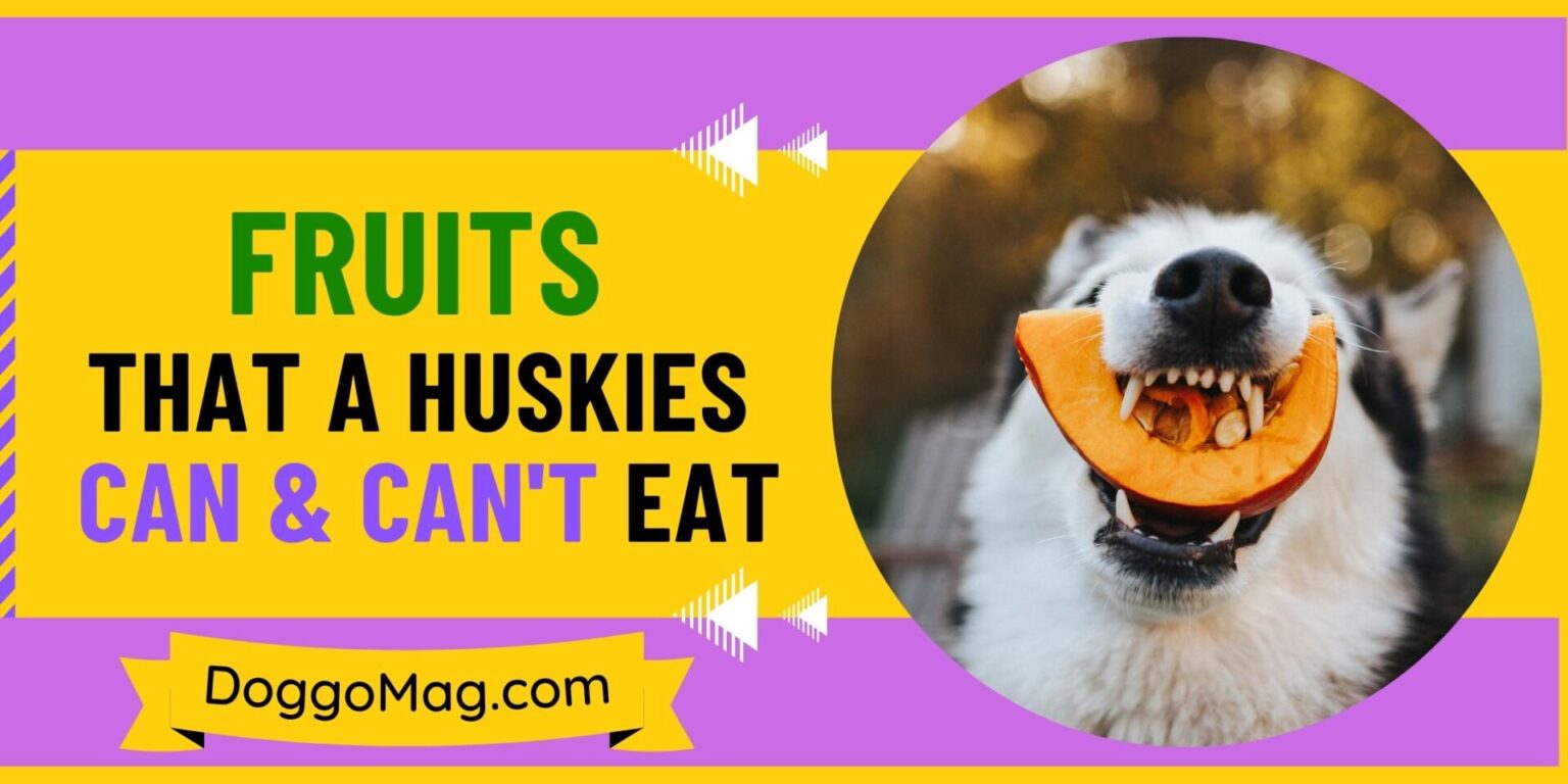 What Fruits Can Huskies Eat and Can't? [19 Safe Fruits] DoggoMag