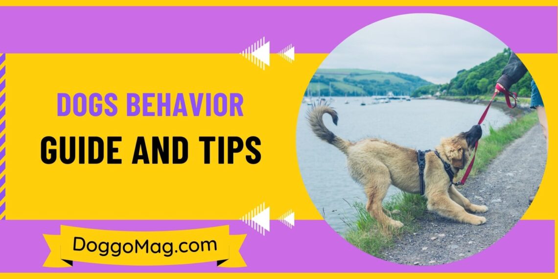 Dogs Behavior Guide And Tips For Beginners DoggoMag