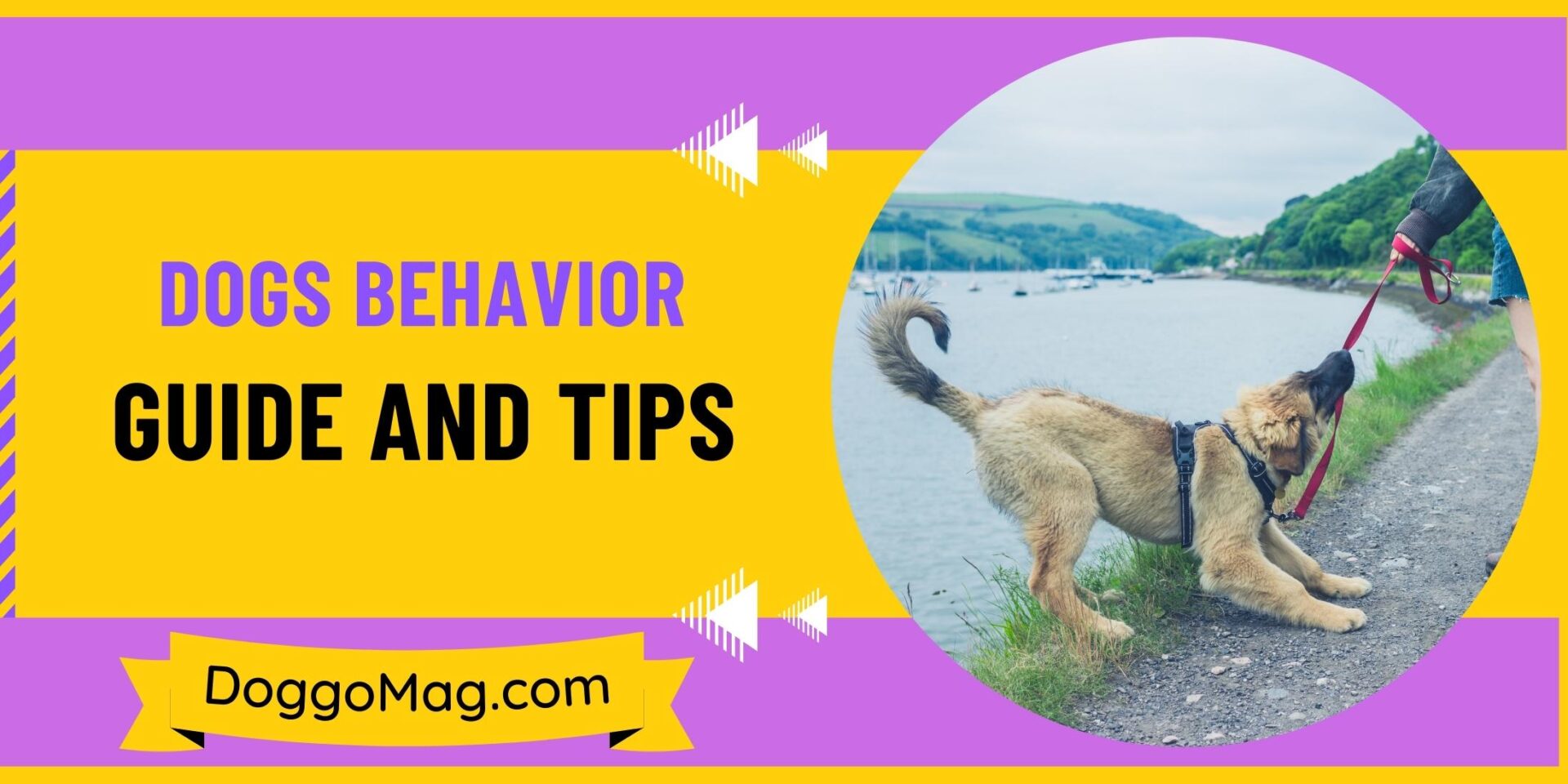 Dogs Behavior Guide And Tips For Beginners