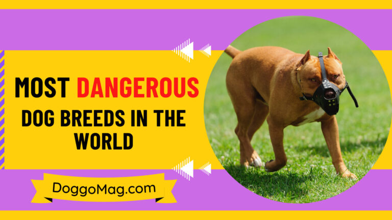 10 Most Dangerous Dog Breeds in the World [2024 List]