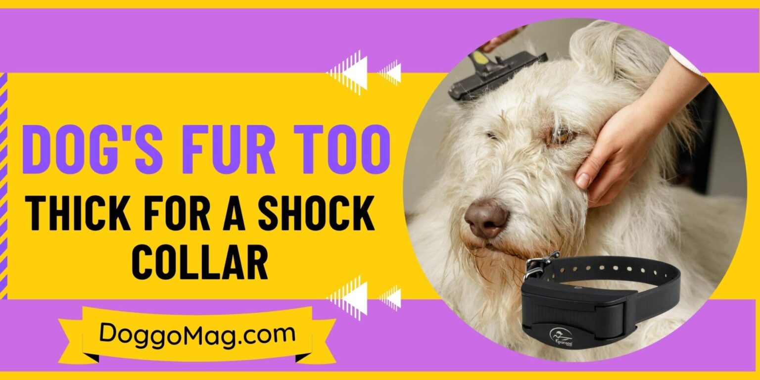 Is Your Dog's Fur Too Thick For A Shock Collar? Here’s What To Do DoggoMag