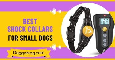 Best Shock Collars For Small Dogs