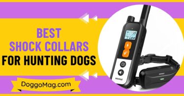 Best Shock Collars for Hunting Dogs