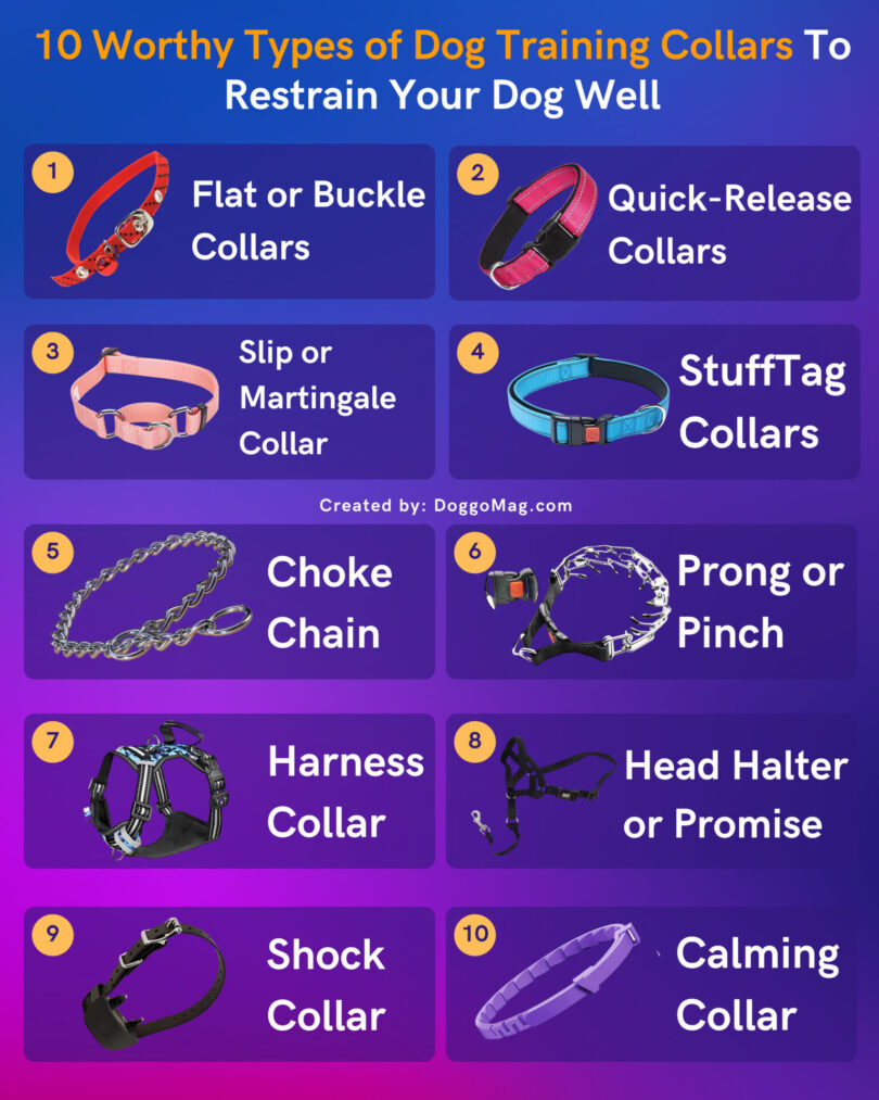 10 Worthy Types of Dog Training Collars To Restrain Your Dog Well