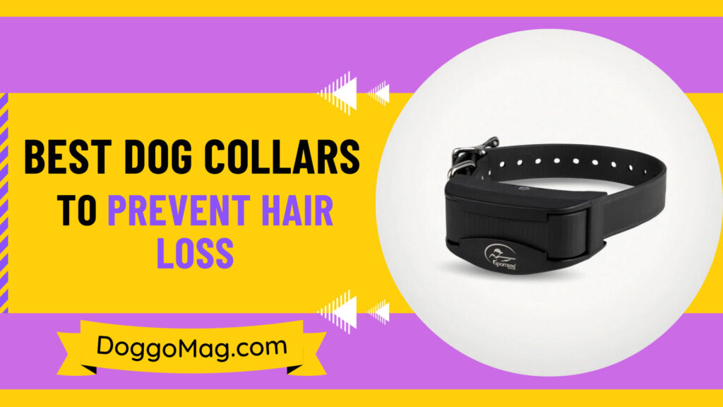 7 Best Collars for Dobermans DoggoMag