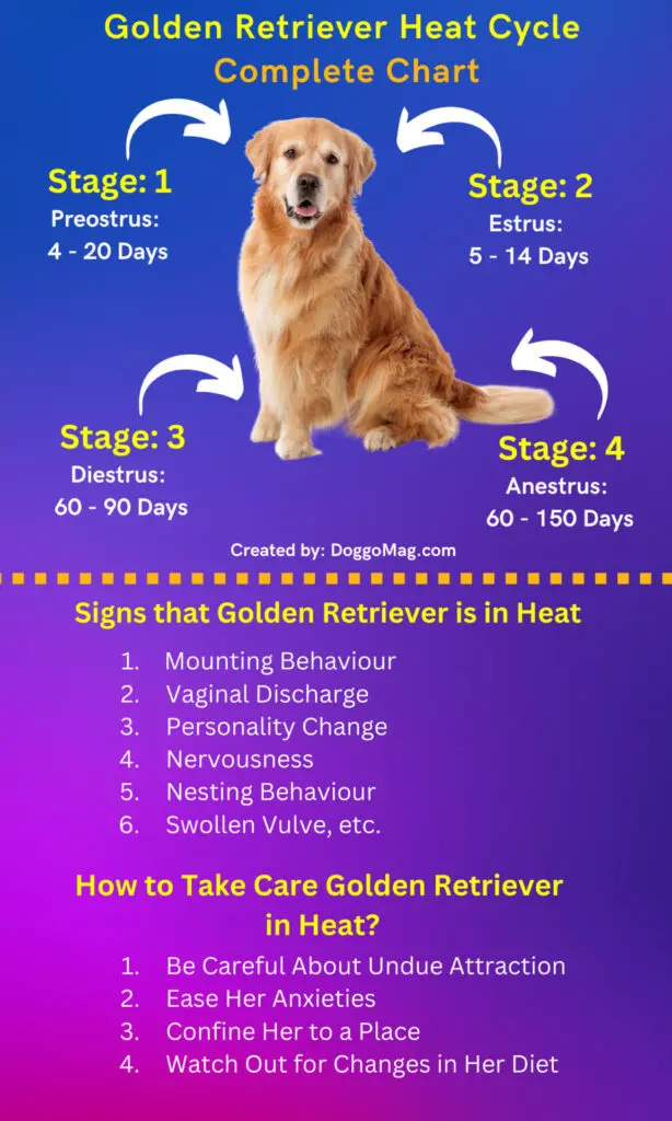 Discharge Dogs Reproduction How Long Does A Dogs Heat Bleeding