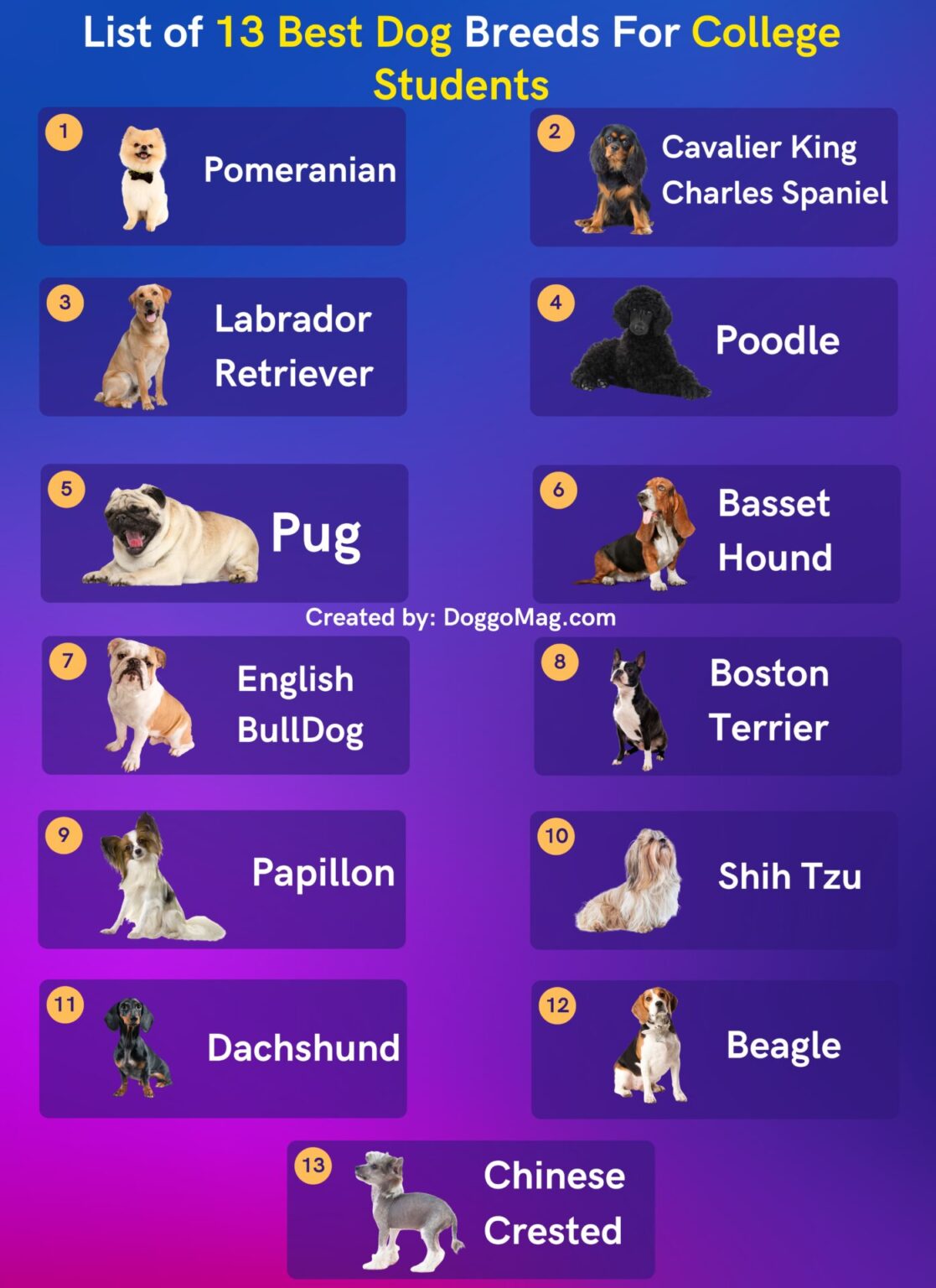 13 Best Dog Breeds For College Students Undemanding Picks DoggoMag