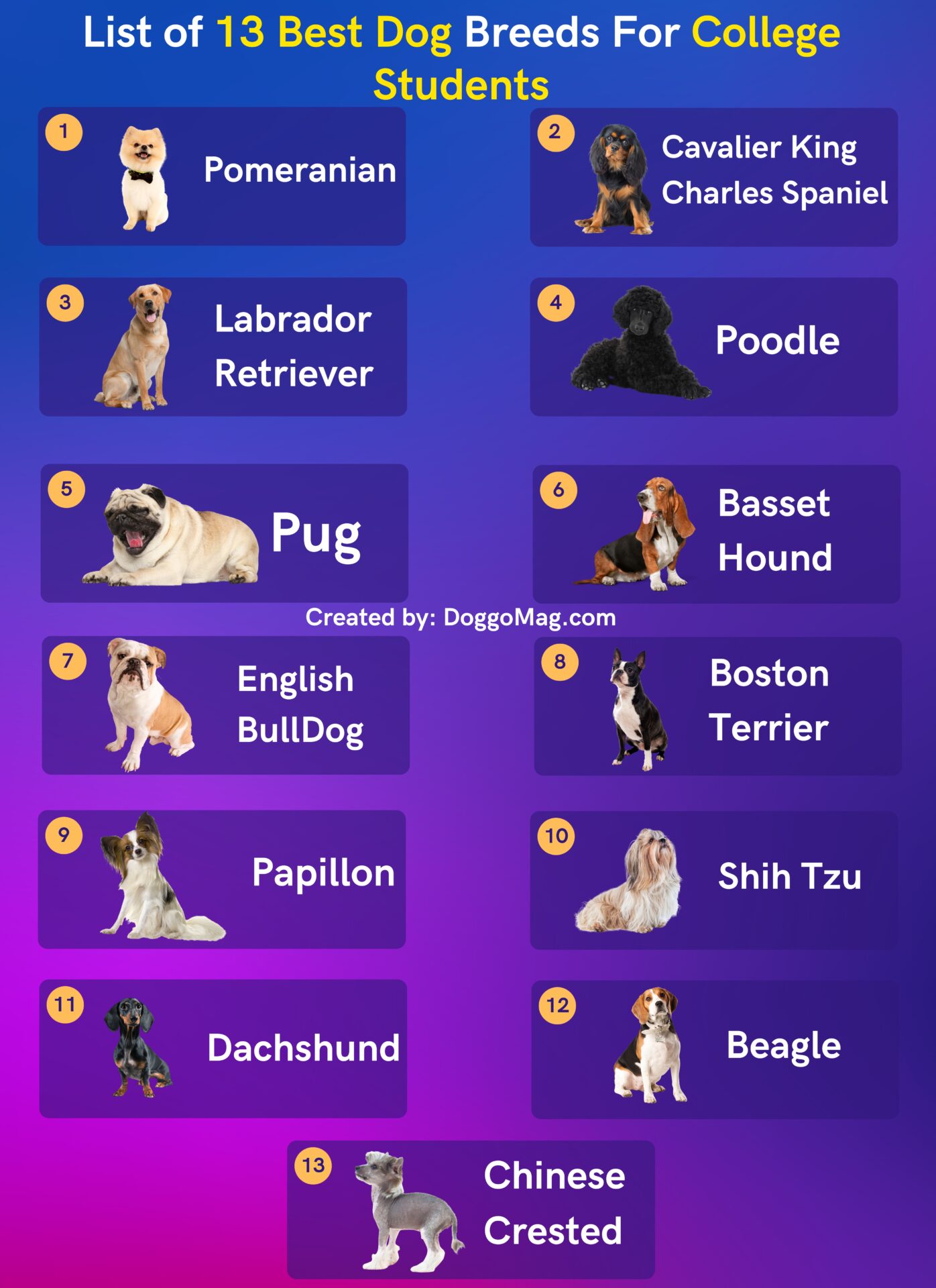 13 Best Dog Breeds For College Students Undemanding Picks DoggoMag