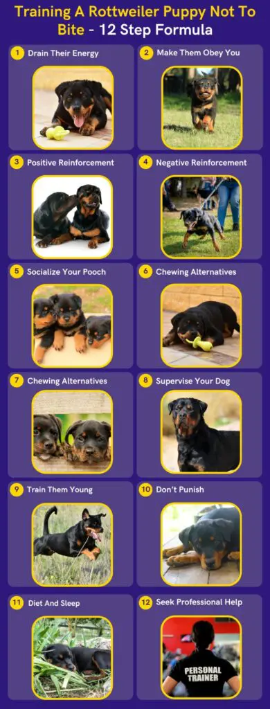 How To Train A Rottweiler Puppy Not To Bite? 12 Step Formula - Doggomag