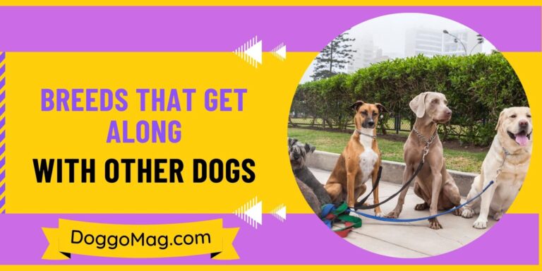 26 Easy-Going Breeds That Get Along With Other Dogs