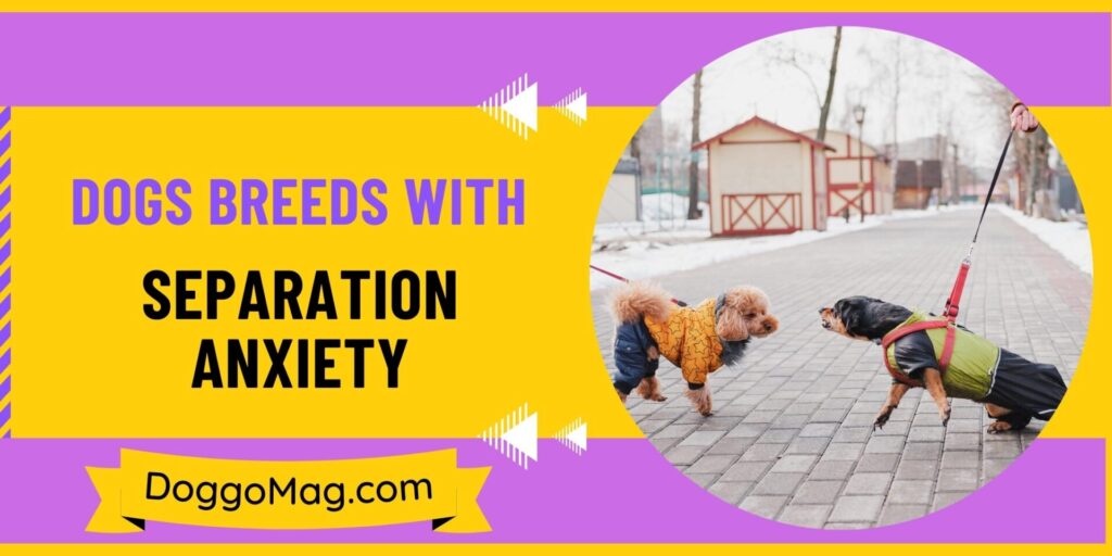 Photo inspiration: Gallery Detail: 21 Loving Dogs Breeds With Separation Anxiety