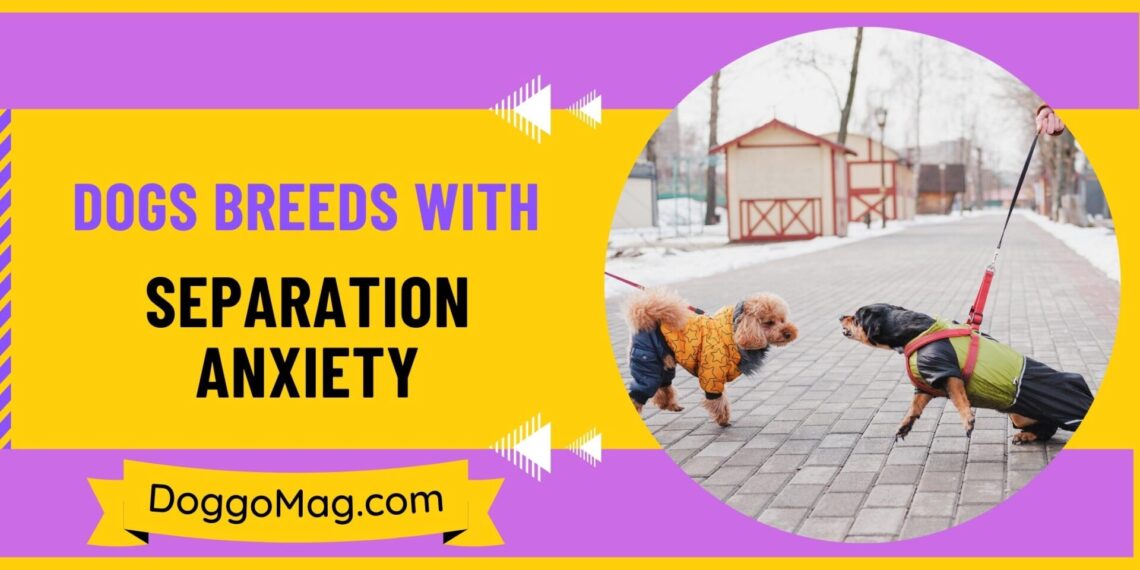 21 Loving Dogs Breeds With Separation Anxiety DoggoMag