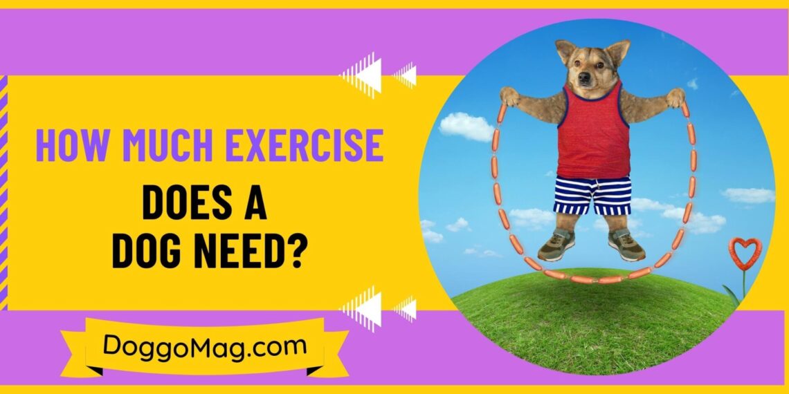 How Much Exercise Does A Dog Need? [Puppy, Adult, Senior] DoggoMag