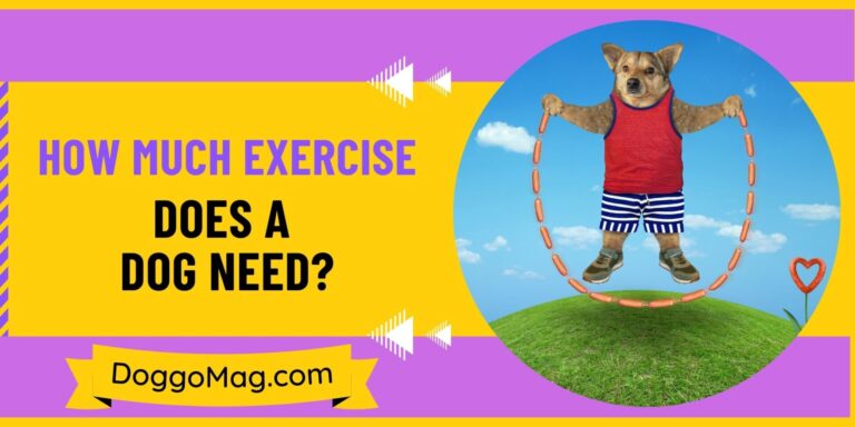 How Much Exercise Does A Dog Need? [Puppy, Adult, Senior]