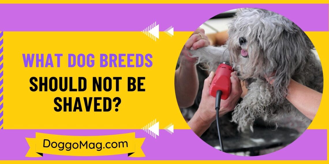 What Dog Breeds Should Not Be Shaved? [33 Breeds] DoggoMag
