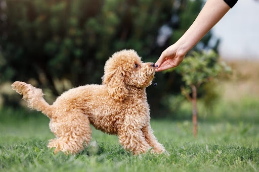 Small Dog Training: How, Where, When and Why