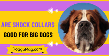 Are Shock Collars Good for Big Dogs
