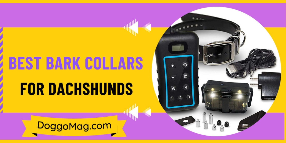 8 Best Training/Bark Collars for Dachshunds DoggoMag
