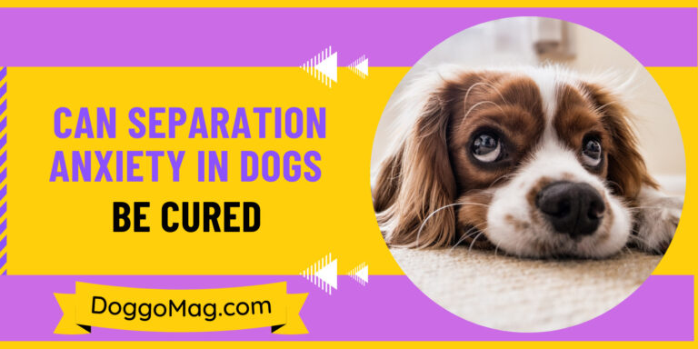 Can Separation Anxiety In Dogs Be Cured?