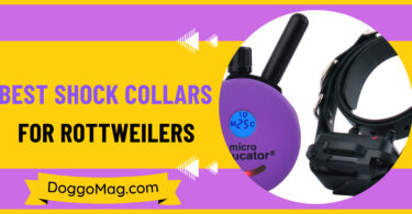 Shock Collars for Rottweilers