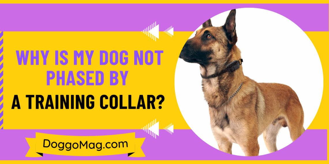 How Tight Should A Shock Collar Be? Collar Fitting Guide DoggoMag