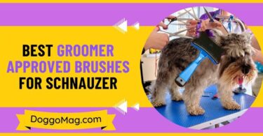Best Groomer Approved Brushes for Schnauzer
