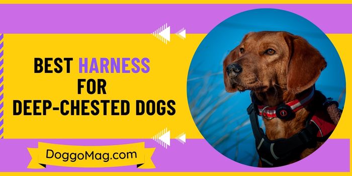 5 Best Harnesses for Deep-Chested Dogs