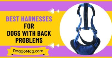Best Harnesses For Dogs With Back Problems