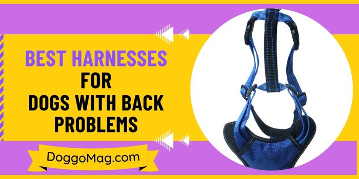 What are the Best Harnesses For Dogs With Back Problems?