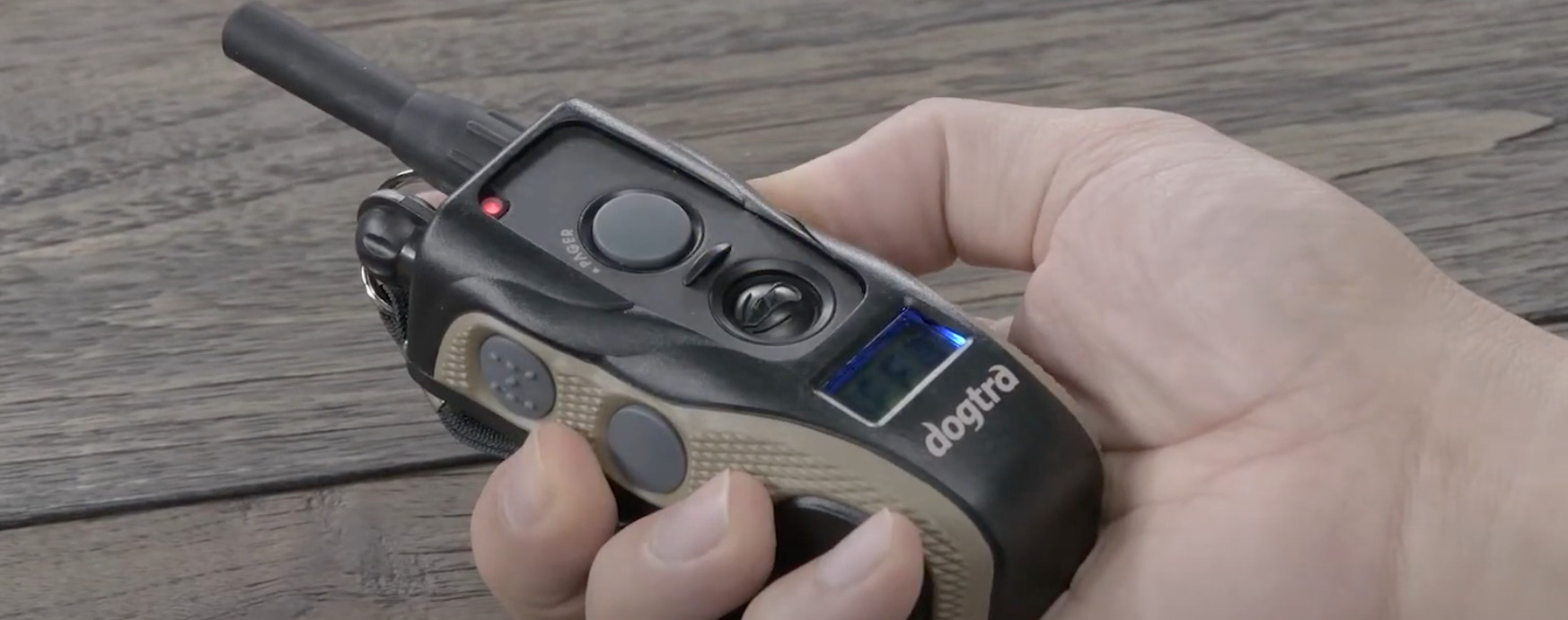 9 Best Shock Collars for Great Danes DoggoMag