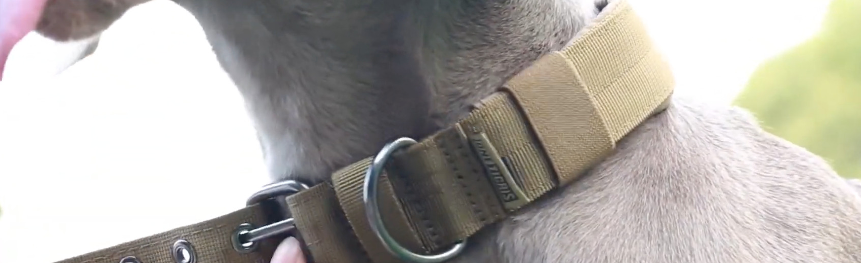 7 Best Collars for Dobermans [Oct 2023] DoggoMag