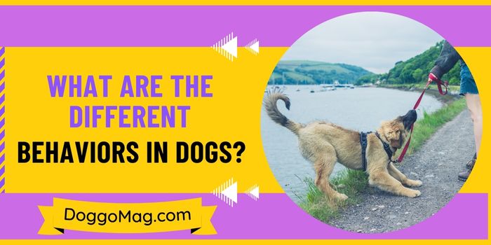 What Are The Different Behaviors In Dogs? – 7 Types