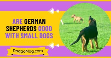 Are German Shepherds Good With Small Dogs
