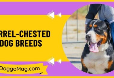 Barrel-Chested Dog Breeds