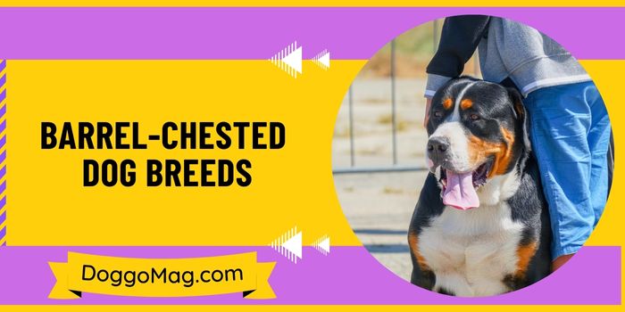 Barrel-Chested Dog Breeds