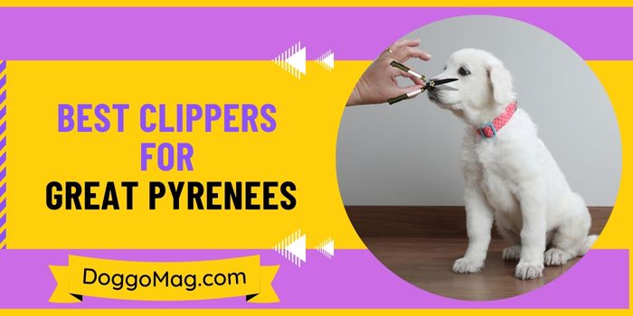 5 (Versatile) Best Clippers for Great Pyrenees