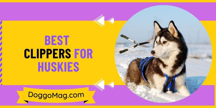 Best Clippers For Huskies