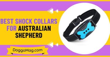 Best Shock Collars For Australian Shepherd